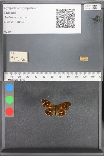 Media type: image;   Entomology 91429